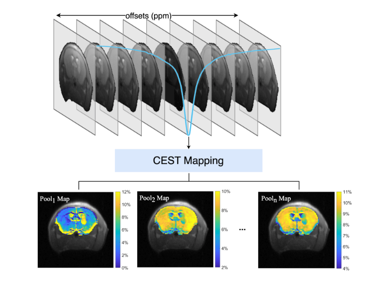 High-Quality CEST Mapping With Lorentzian-Model Informed Neural Representation